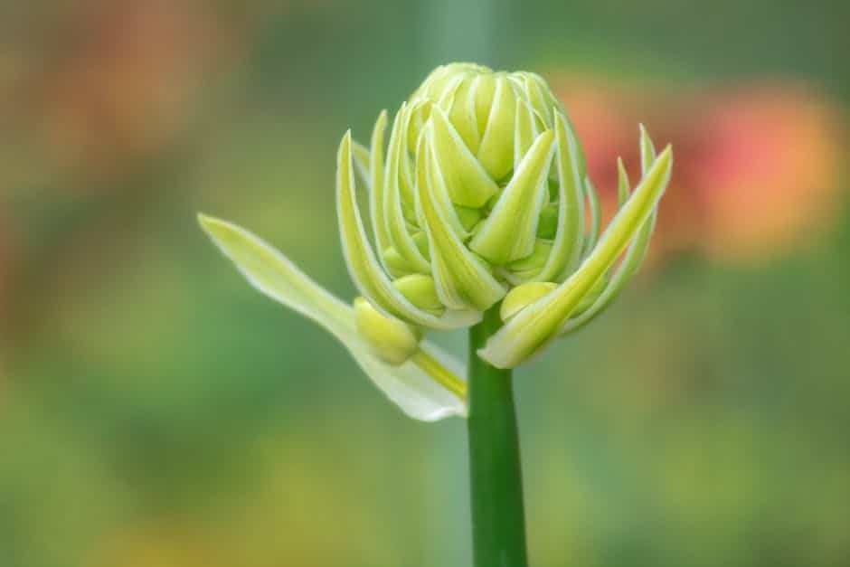 Delicate green dahlia bud with soft background in Brasília garden, symbolizing new beginnings.
